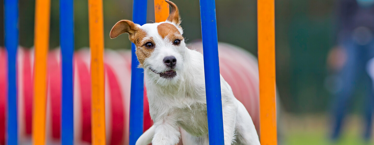 Tiny best sale dog agility